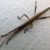 Two-striped stick insect, nymph