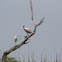 Roseate Spoonbill and Snowy Egret