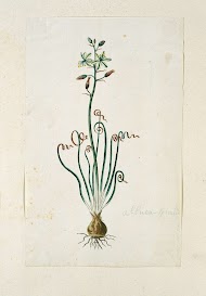 Ornithogalum polyphyllum Jacq