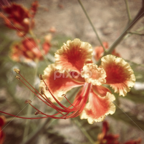 Krisno Chura by Sk Amin - Nature Up Close Other Natural Objects
