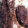 Red flat bark beetle larva