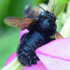 Valley Carpenter Bee