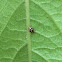 White Ladybug
