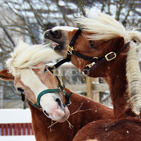  Horsing Around by Nick Cancilliere - Animals Horses