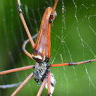 Golden Orb Weaver Morph