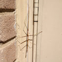 Giant walking stick