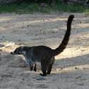 white nosed coati