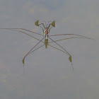 Pond Skater