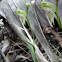 Black-stripe greenhood (Pterostylis melagramma) 