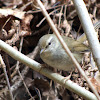 Japanese Bush Warbler