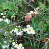 Wild Daisies