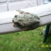 Gray tree frog