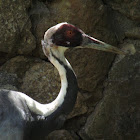 White-naped crane