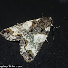 Tufted bird dropping moth