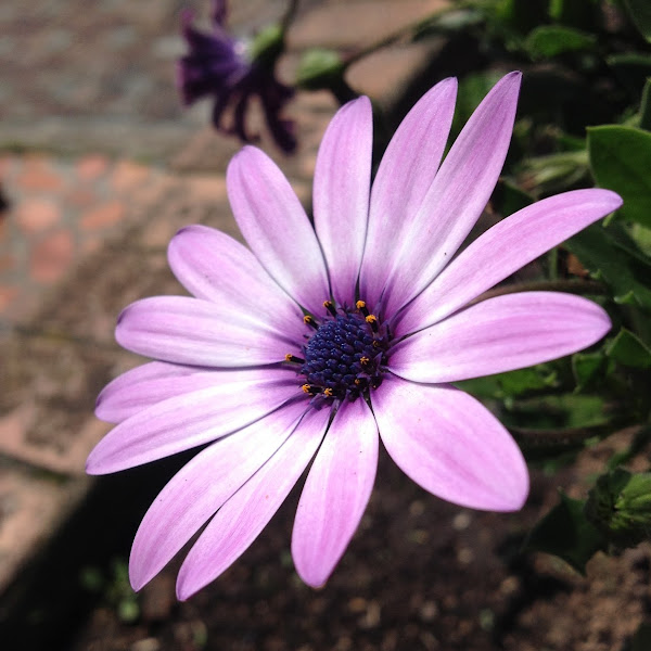 Flowers of Colombia Project Noah