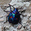 Cotton Harlequin Bug Nymph