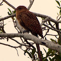 Pheasant Coucal