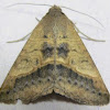 Yellow Mocis Moth