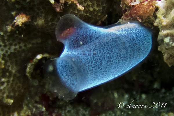 Blue Club Tunicate | Project Noah