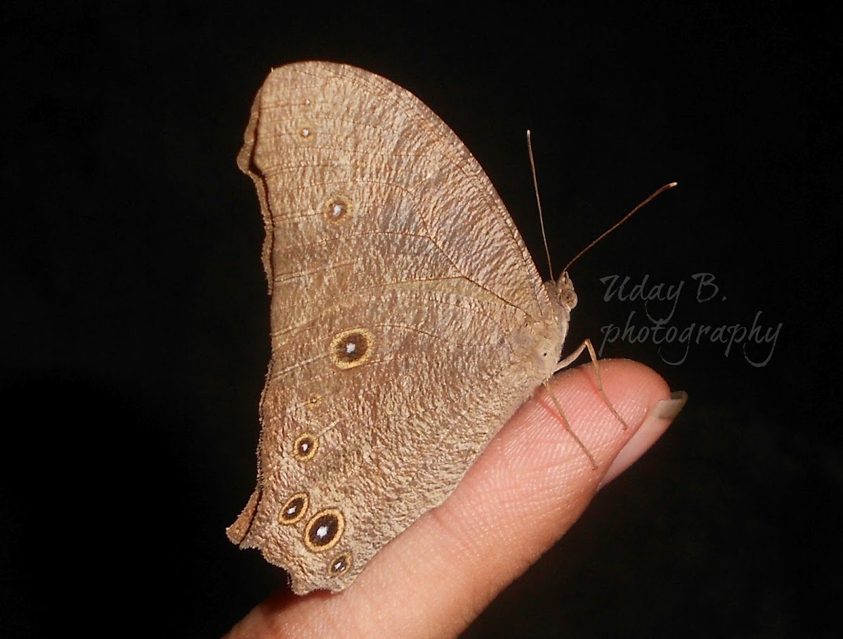 Common evening brown (wet form)
