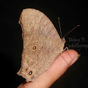 Common evening brown (wet form)