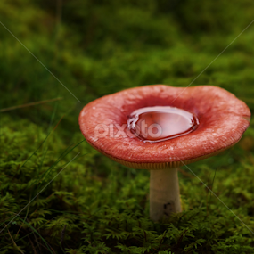 poisoned cup by Laszlo Czirok - Nature Up Close Mushrooms & Fungi