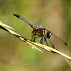 Blue Dasher Dragonfly