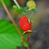 Woodland Strawberry, Wald-Erdbeeren