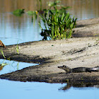 Black-bellied Whistling Duck and American Alligator