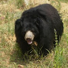 The Sloth Bear