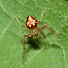 Arrowhead Spider