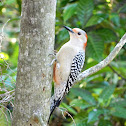 Red-bellied Woodpecker (female)