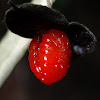 Banyalla (fruit)