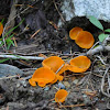 Orange cup fungus